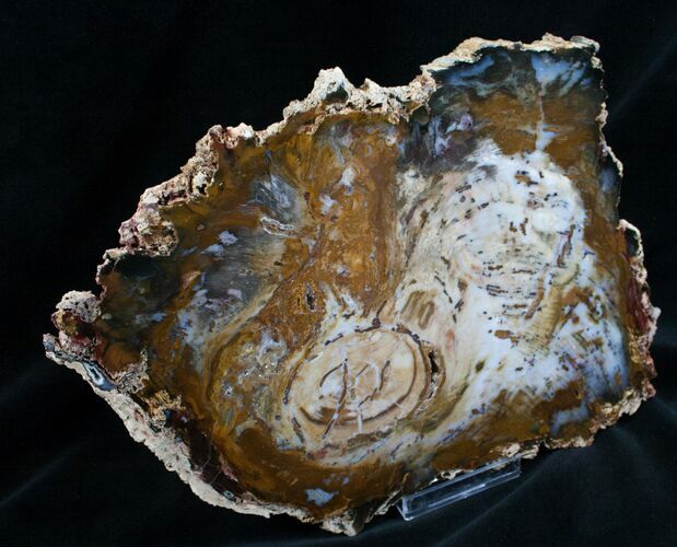 Brilliant Hubbard Basin Petrified Wood Slab - x #7624